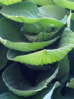 Leaves